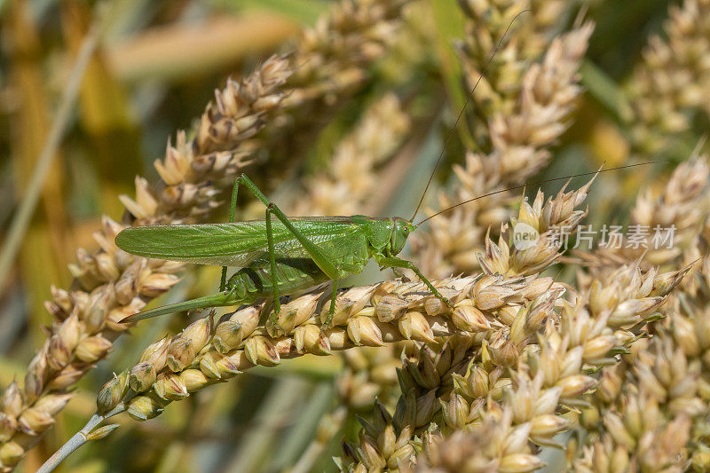 Tettigonia viridissima，一种巨大的绿色灌木蟋蟀